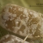 Crocallis elinguaria - Listnatka lesná 17-38-23vs