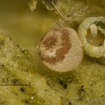 Cryphia algae - Lišajníkovka lipová 20-19-30vs