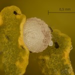 Cryphia algae - Lišajníkovka lipová 21-33-45vs