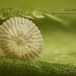 Eriopygodes imbecilla - Mora svetlomilná 19-23-16vs