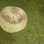 Eriopygodes imbecilla - Mora svetlomilná 21-36-05vs