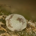 Orthosia cerasi - Mora lipová 16-13-51vs