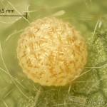 Xanthia castanea 20-39-29vs