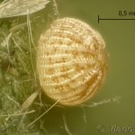 Xanthia castanea 21-15-19vs