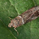 Acrobasis consociella - Vijačka augustová 18-35-47