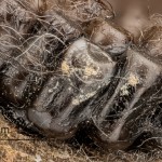 Eriogaster catax - Priadkovec trnkový 12-46-32vs