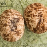 Lasiocampa trifolii - Priadkovec ďatelinový 19-45-10vs