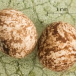 Lasiocampa trifolii - Priadkovec ďatelinový 20-21-30vs
