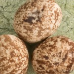 Lasiocampa trifolii - Priadkovec ďatelinový 21-52-58vs