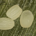 Agriphila selasella - Trávovec jačmeňový 21-50-59vs