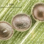 Catocala hymenaea - Stužkavec trnkový 19-31-22vs