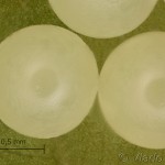 Euplagia quadripunctaria - Spriadač kostihojový 15-48-22vs