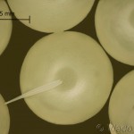 Euplagia quadripunctaria - Spriadač kostihojový 16-24-22vs