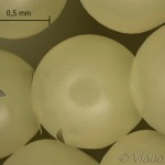 Euplagia quadripunctaria - Spriadač kostihojový 17-31-42vs