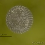 Lygephila sp 22-44-03vs