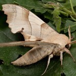 Marumba quercus - Lišaj dubový 00-18-37