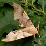Marumba quercus - Lišaj dubový 00-20-05