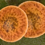 Cerura erminea - Hranostajník biely 13-53-21v