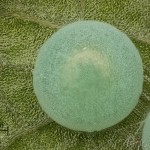 Clostera curtula - Chochlatka hnedoškvrnná 07-56-53v