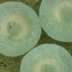 Clostera curtula - Chochlatka hnedoškvrnná 08-21-29v