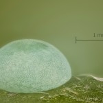 Clostera curtula - Chochlatka hnedoškvrnná 09-09-37v