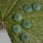 Clostera curtula - Chochlatka hnedoškvrnná 09-27-07av