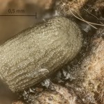 Cymatophorina diluta - Môrka dubinová 19-55-27vs