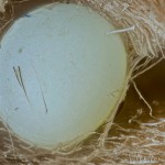 Drymonia ruficornis - Chochlatka dubová 15-33-53v