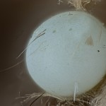 Drymonia ruficornis - Chochlatka dubová 18-23-47v