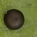 Furcula bifida - Hranostajník osikový 19-52-39vs