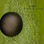 Furcula bifida - Hranostajník osikový 20-36-12vs