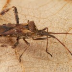 Leptoglossus occidentalis - Obrubnica americká 17-56-22