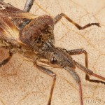 Leptoglossus occidentalis - Obrubnica americká 17-57-56