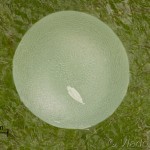 Leucodonta bicoloria - Chochlatka dvojfarebná 21-30-12v