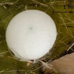 Peridea anceps - Faléra veľká 11-14-54vs