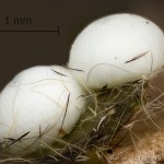 Peridea anceps - Faléra veľká 12-43-44vs