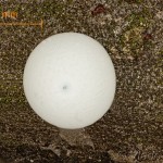 Peridea anceps - Faléra veľká 12-53-31vs