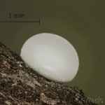 Peridea anceps - Faléra veľká 12-58-25vs