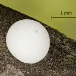 Peridea anceps - Faléra veľká 17-20-04vs