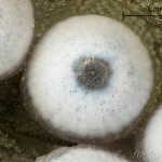 Phalera bucephala - Faléra lipová 13-01-02v