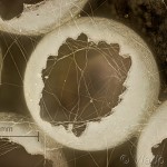 Phalera bucephala - Faléra lipová 14-25-07v