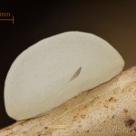 Pheosia tremula - Chochlatka osiková 12-03-04v