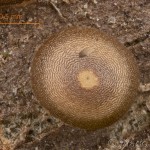 Ptilophora plumigera - Chochlatka javorová 09-47-21vs