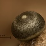 Ptilophora plumigera - Chochlatka javorová 19-20-00vs