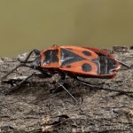 Pyrrhocoris apterus -Cifruša bezkrídla 19-36-41