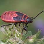 Pyrrhocoris apterus - Cifruša bezkrídla 21-27-27
