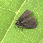 Epichnopterix sp 20-12-19