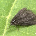 Epichnopterix sp 20-16-07