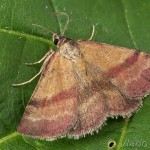 Phytometra viridaria - Pamora horčinková 22-26-37