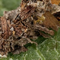 Sterrhopterix fusca - Vreckovec dubový 22-50-30